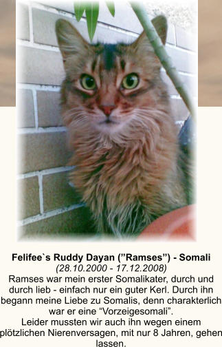 Felifee`s Ruddy Dayan (Ramses) - Somali (28.10.2000 - 17.12.2008) Ramses war mein erster Somalikater, durch und durch lieb - einfach nur ein guter Kerl. Durch ihn begann meine Liebe zu Somalis, denn charakterlich war er eine Vorzeigesomali. Leider mussten wir auch ihn wegen einem pltzlichen Nierenversagen, mit nur 8 Jahren, gehen lassen.