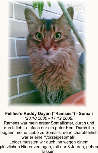 Felifee`s Ruddy Dayan (Ramses) - Somali (28.10.2000 - 17.12.2008) Ramses war mein erster Somalikater, durch und durch lieb - einfach nur ein guter Kerl. Durch ihn begann meine Liebe zu Somalis, denn charakterlich war er eine Vorzeigesomali. Leider mussten wir auch ihn wegen einem pltzlichen Nierenversagen, mit nur 8 Jahren, gehen lassen.